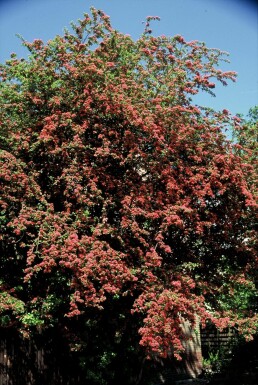 Rundhagtorn Crataegus laevigata 'Paul's Scarlet' buske 125-150 C7 Crataegus laevigata 'Paul's Scarlet' buske 125-150 cm