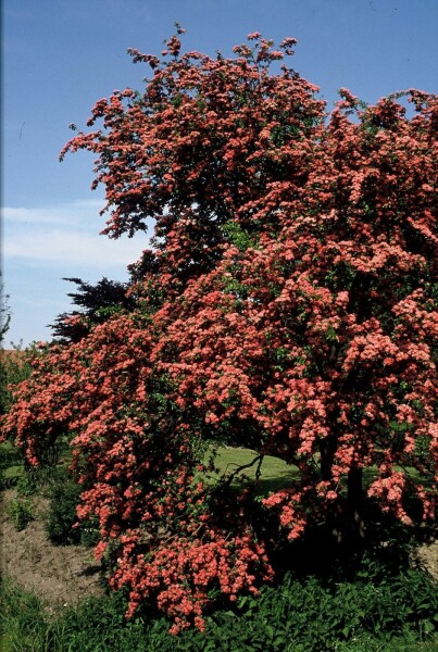 Crataegus laevigata 'Paul's Scarlet' buske 150-175 cm