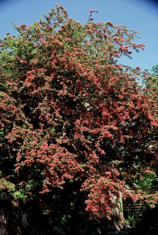 Rundhagtorn Crataegus laevigata 'Paul's Scarlet' buske 150-175 C20 Crataegus laevigata 'Paul's Scarlet' buske 150-175 cm