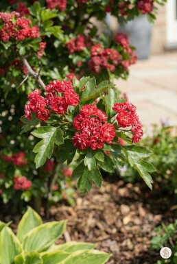 Crataegus laevigata 'Paul's Scarlet' buske 150-175 cm