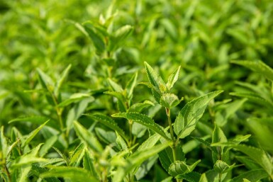 Deutzia gracilis buske 30-40 cm