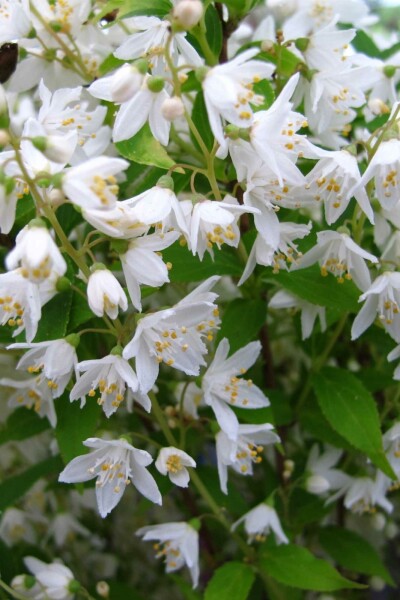 Deutzia gracilis buske 40-50 cm