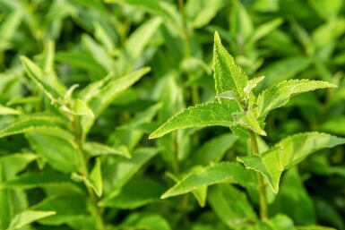 Deutzia gracilis buske 40-50 cm