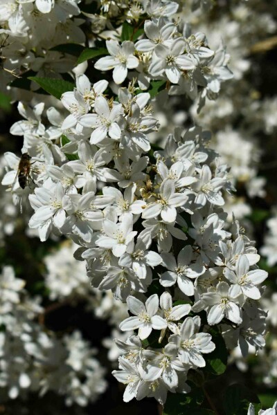 Deutzia gracilis 'Nikko' buske 20-25 cm