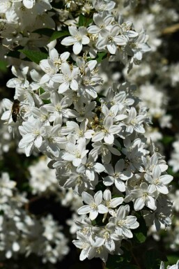 Deutzia gracilis 'Nikko' buske 20-25 cm