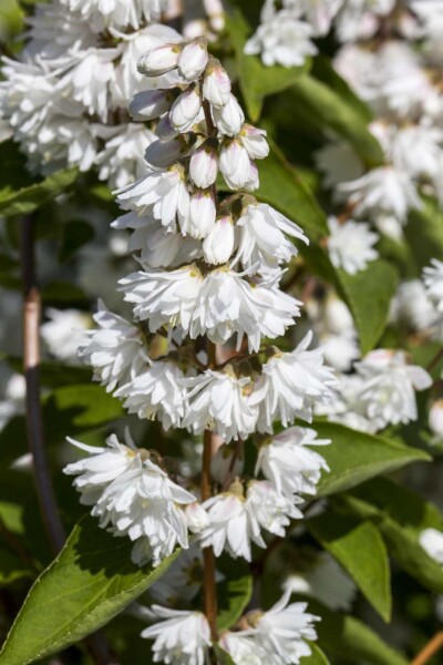 Deutzia magnifica buske 125-150 cm