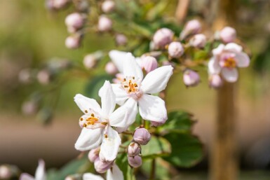 Deutzia 'Mont Rose' buske 30-40 cm
