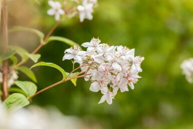 Deutzia 'Mont Rose' buske 30-40 cm