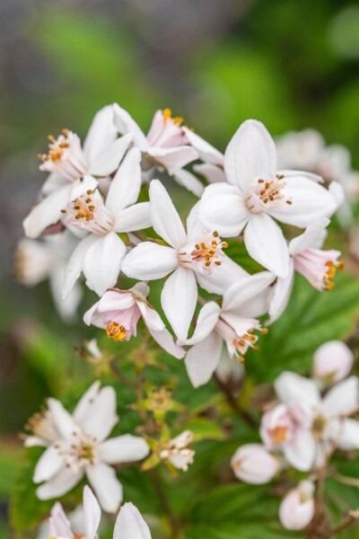Deutzia 'Mont Rose' buske 150-175 cm