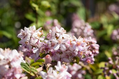 Deutzia 'Mont Rose' buske 150-175 cm