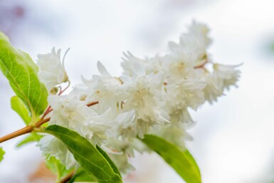 Deutzia scabra 'Plena' buske 30-40 cm