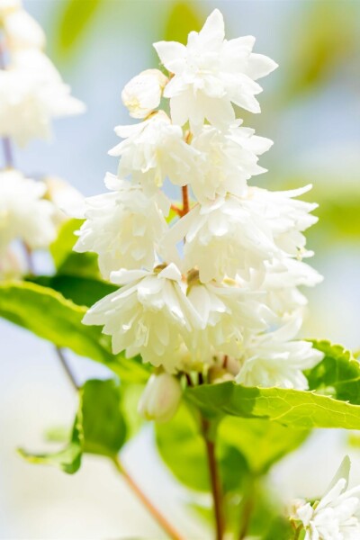 Deutzia scabra 'Plena' buske 80-100 cm