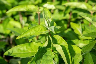 Deutzia scabra 'Plena' buske 80-100 cm