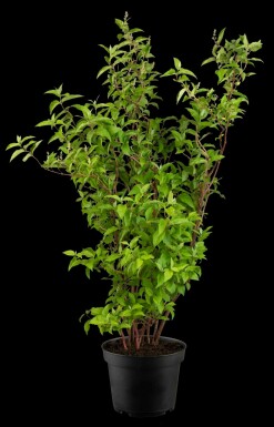 Deutzia scabra 'Plena' buske 80-100 cm