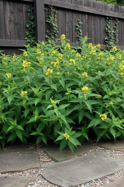 Diervilla sessilifolia 'Butterfly' buske 40-60 cm