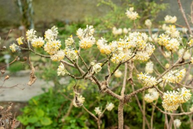 Edgeworthia chrysantha buske 60-80 cm