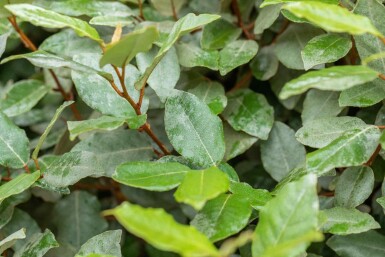 Elaeagnus ebbingei 'Compacta' buske 100-125 cm