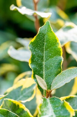 Elaeagnus ebbingei 'Limelight' buske 60-80 cm