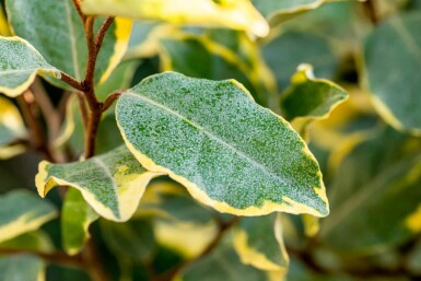 Elaeagnus ebbingei 'Limelight' buske 60-80 cm