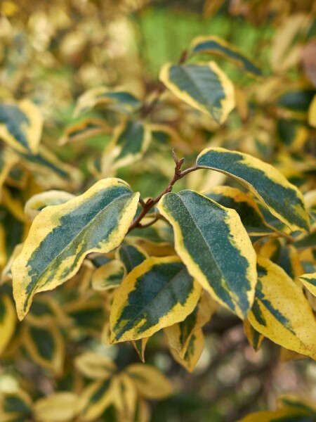 Elaeagnus pungens 'Maculata' buske 30-40 cm