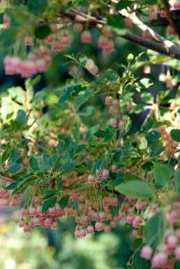 Enkianthus campanulatus buske 100-125 cm