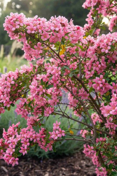 Häckescallonia Escallonia 'Donard Seedling' buske 30-40 C1,5 Escallonia 'Donard Seedling' buske 30-40 cm