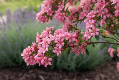 Häckescallonia Escallonia 'Donard Seedling' buske 30-40 C1,5 Escallonia 'Donard Seedling' buske 30-40 cm