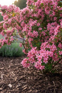 Escallonia 'Donard Seedling' buske 30-40 cm