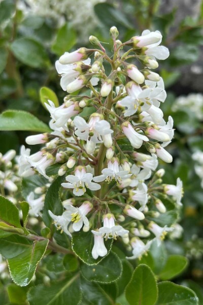 Escallonia 'Iveyi' buske 30-40 cm