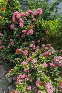 Escallonia 'Pink Elle' buske 60-80 cm