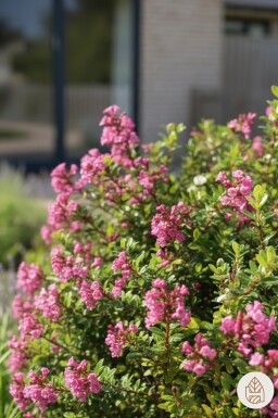 Escallonia 'Red Dream' buske 20-25 cm