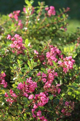 Ingen bild tillgänglig