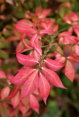 Euonymus alatus buske 40-50 cm