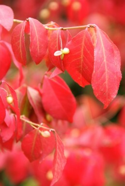 Euonymus alatus buske 60-80 cm