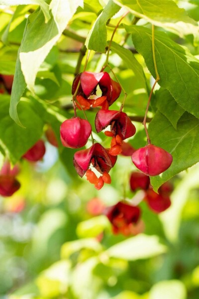 Euonymus europaeus 'Red Cascade' buske 150-175 cm