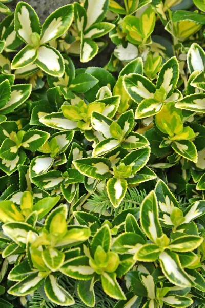 Euonymus fortunei 'Blondy' buske 40-45 cm