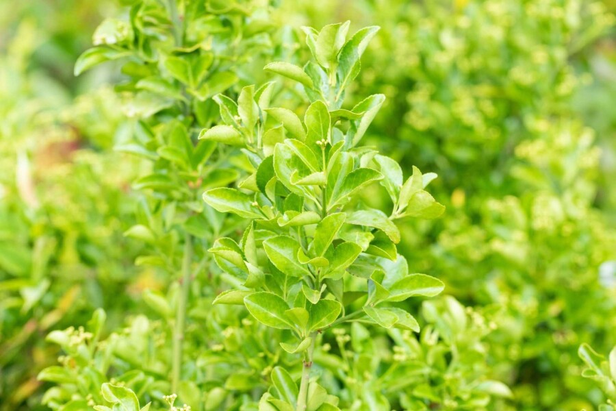 Japansk benved Euonymus japonicus buske 20-30 C2 Euonymus japonicus buske 20-30 cm