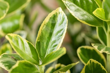 Euonymus japonicus 'Aureomarginatus' buske 30-40 cm
