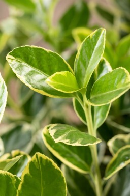 Euonymus japonicus 'Aureomarginatus' buske 30-40 cm