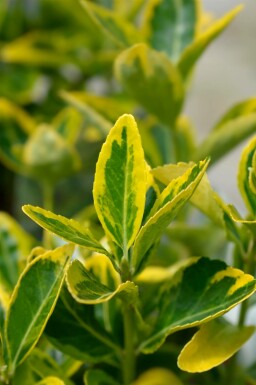 Euonymus japonicus 'Aureus' buske 60-80 cm