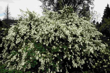 Exochorda macrantha 'The Bride' buske 40-60 cm
