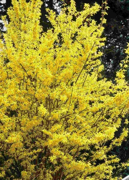 Forsythia intermedia 'Spectabilis' buske 60-80 cm