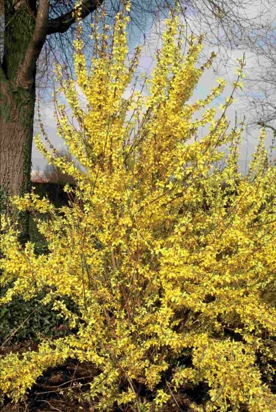 Forsythia intermedia 'Weekend' buske 125-150 cm