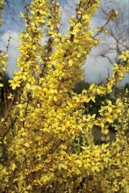 Forsythia intermedia 'Weekend' buske 125-150 cm