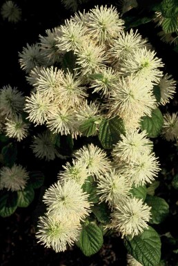 Fothergilla major buske 25-30 cm
