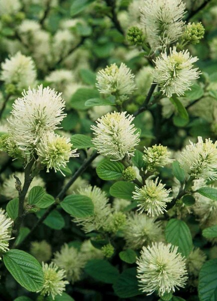 Fothergilla major buske 60-80 cm