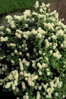 Fothergilla major buske 60-80 cm