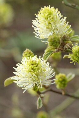 Fothergilla major buske 60-80 cm
