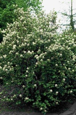 Fothergilla major buske 60-80 cm