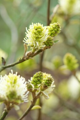 Fothergilla major buske 60-80 cm